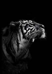 Tiger BW